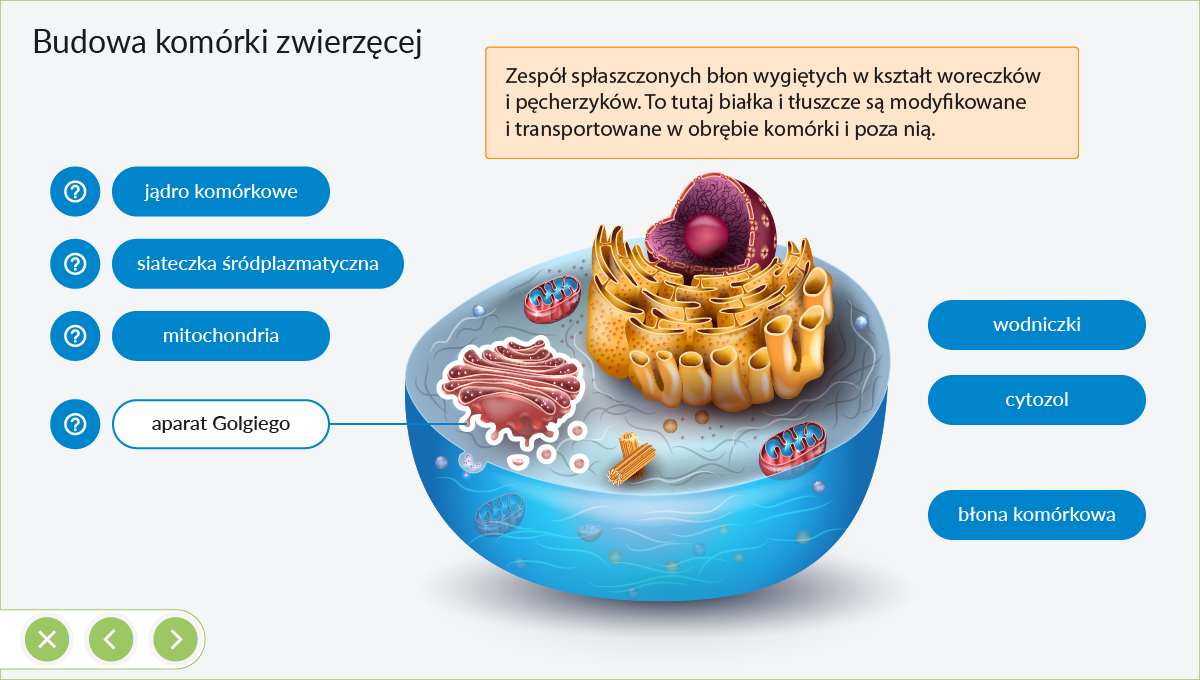 IPP Biologia - plansza budowa komórki zwierzęcej