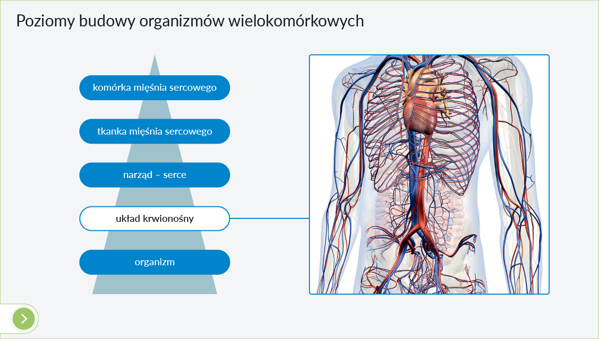 IPP Biologia - plansza poziomy budowy organizmów wielokomórkowych