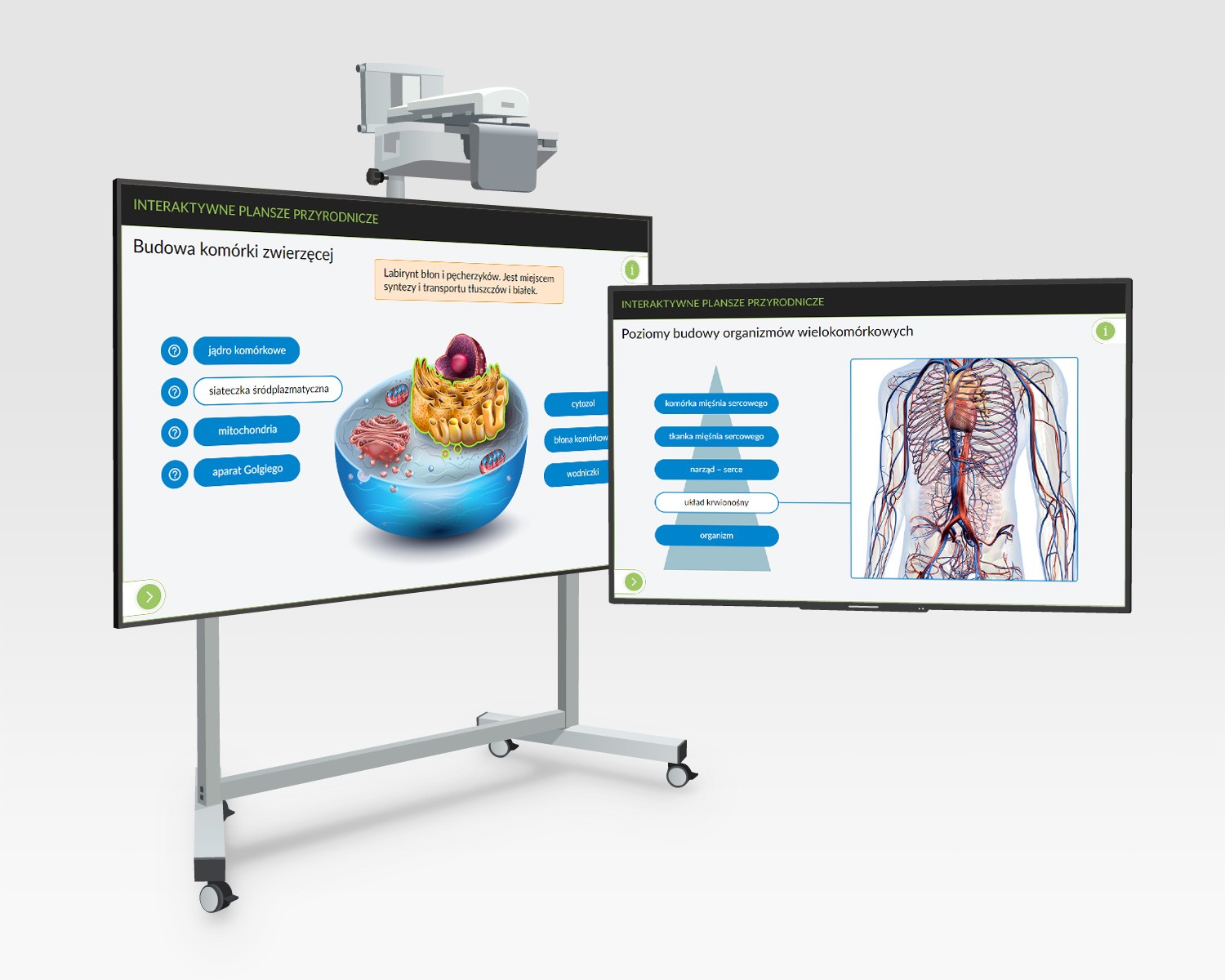 IPP Biologia - dwie plansze na monitorach interaktywnych
